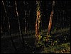 IMG_0557.JPG