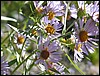 IMG_0853.JPG