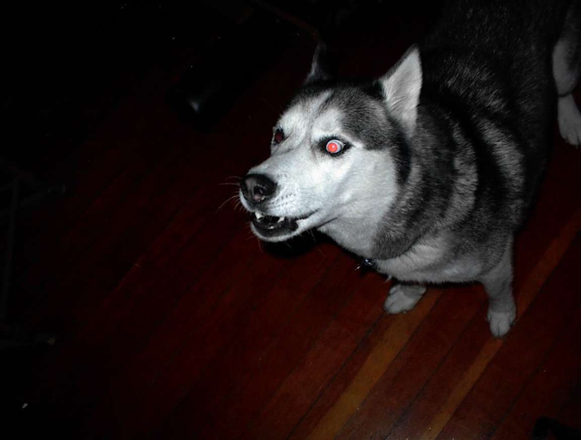 howlingdog.jpg