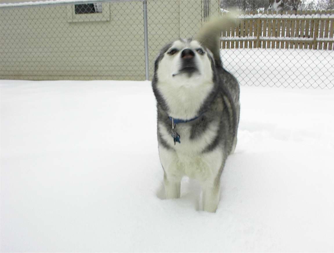 ireallylikesnow.jpg