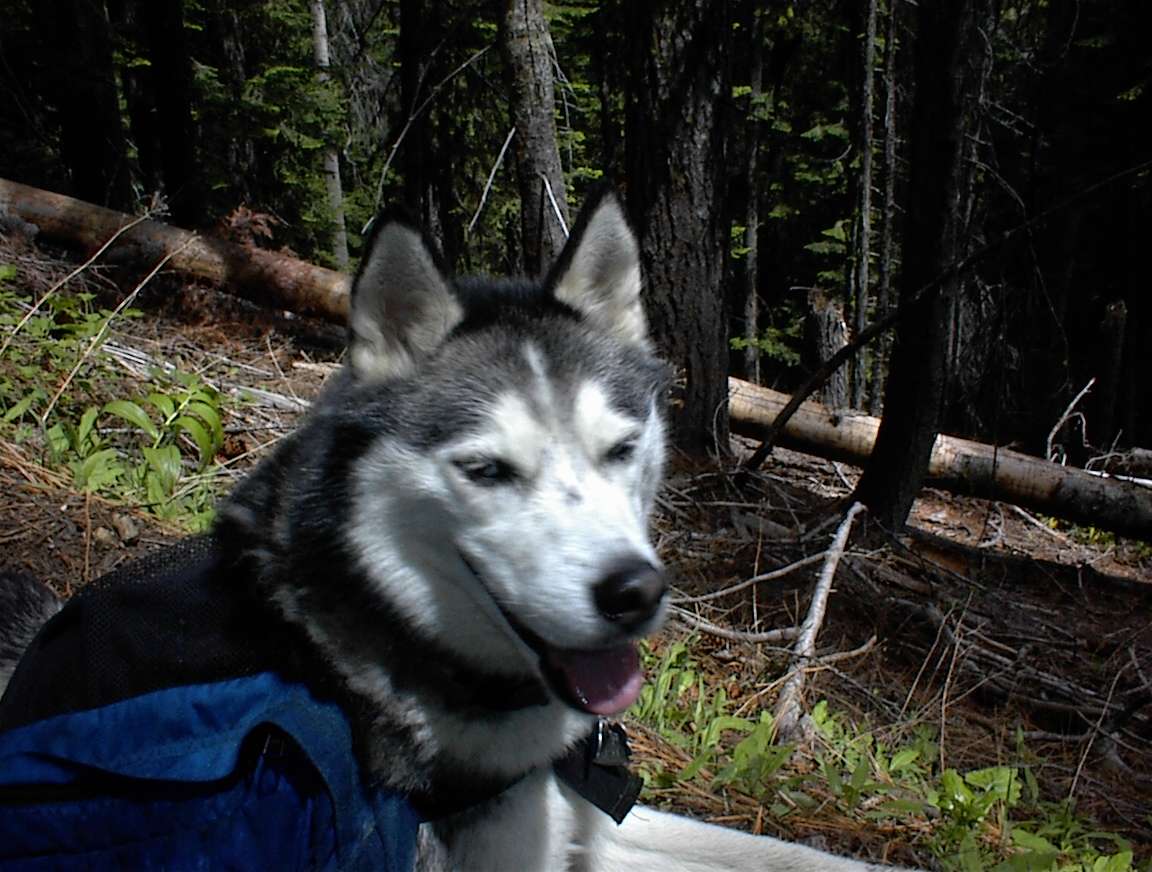 packdog.jpg