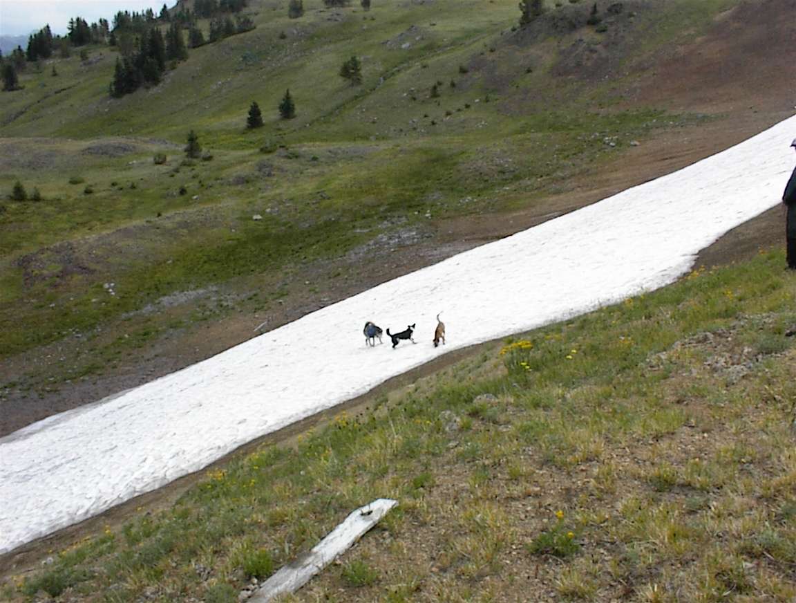 snowdogs.jpg