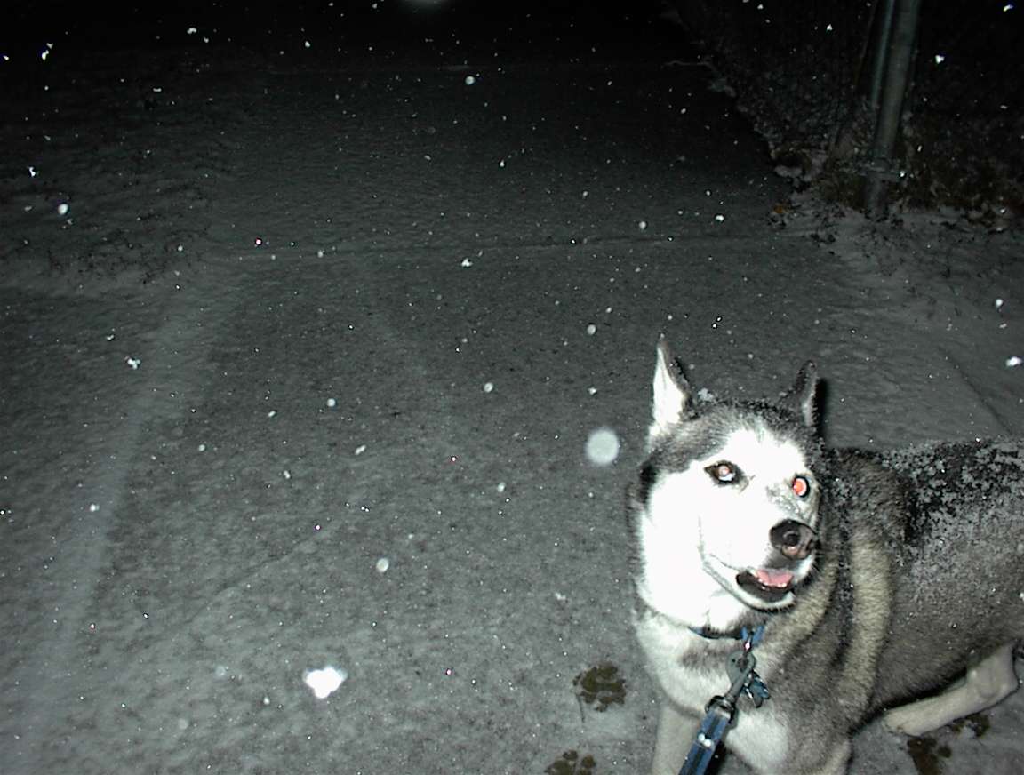 snowsnow.jpg
