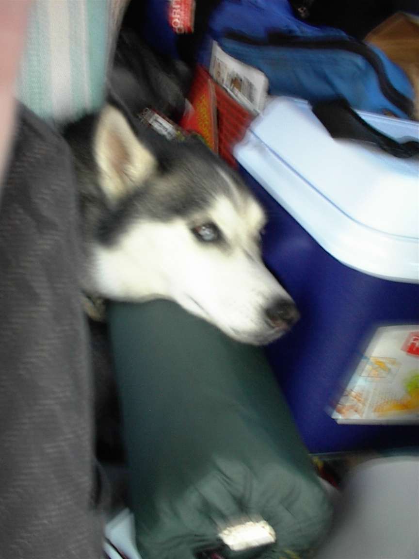 tireddog.jpg