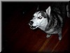 howlingdog.jpg