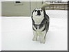 ireallylikesnow.jpg