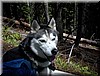 packdog.jpg