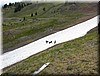 snowdogs.jpg