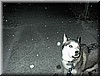 snowsnow.jpg