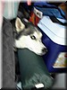 tireddog.jpg