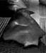 Click for Cybermat Photos