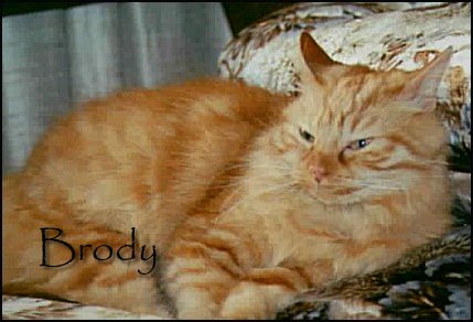 Brody