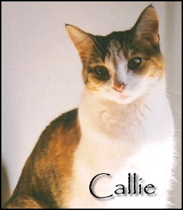 Callie