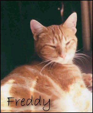 Freddy
