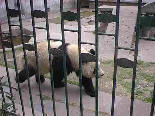 panda13.jpg (16366 bytes)