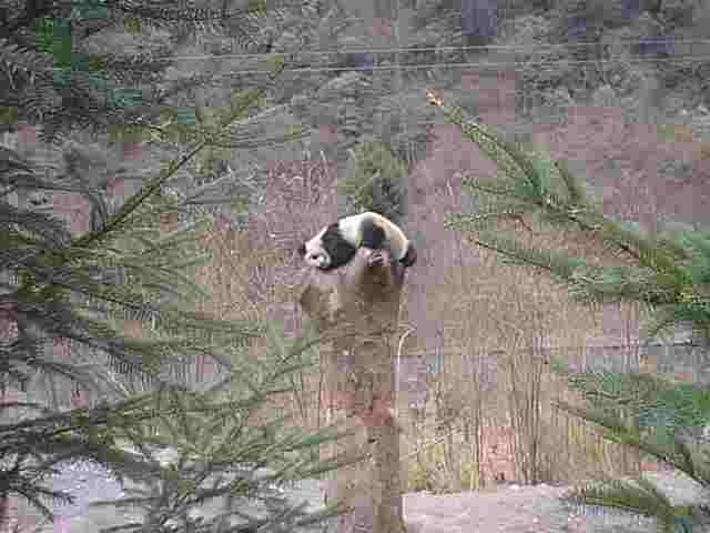 panda23.jpg (13635 bytes)