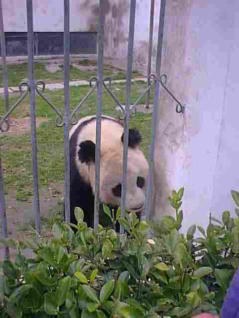 panda3.jpg (15265 bytes)