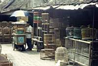 bird_market_vendor.JPG