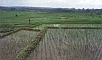 rice_fields.JPG