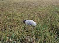 rice_inspection.JPG