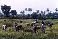 riceharvest.JPG