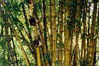 5bamboo.jpg
