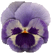 My favorite flower