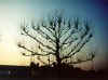 It's a Tree - What did you think it was??