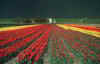 Flower Field