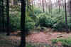brasschaat_pine-prunus.jpg (8318 bytes)