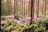 brasschaat_pine-rhodo.jpg (10331 bytes)