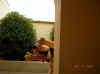 peek-a-boo