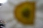 Flower, Out of focus