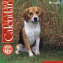 Beagles