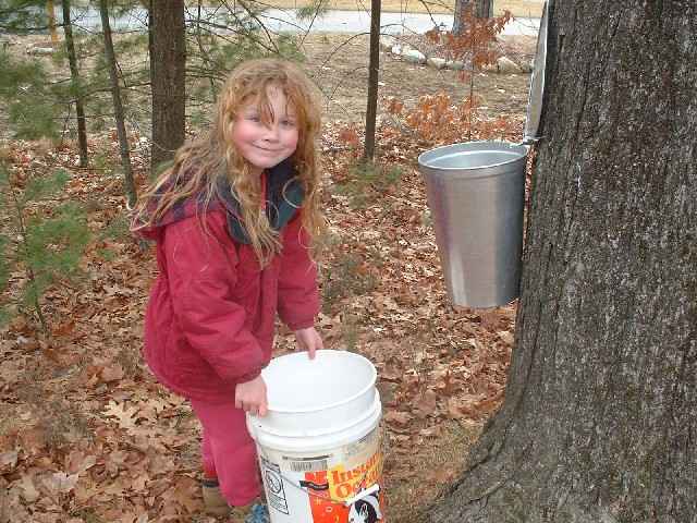 Alletta filling up the sap bucket