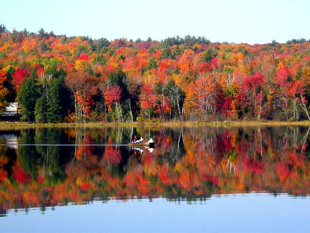 More Foliage