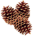 These are pinecones that I downloaded from another web site. They really aren't from Gatlinburg, TN. They simply represent the kind of pinecones one might find while on vacation there. 