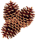These are pinecones that I downloaded from another web site. They really aren't from Gatlinburg, TN. They simply represent the kind of pinecones one might find while on vacation there. 