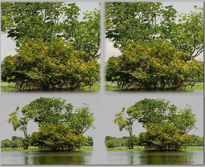 Flowering Amazon Forest Tree in Stereo