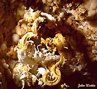 Gypsum "flower". Press for bigger version.
