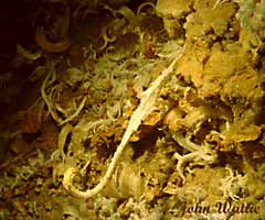 Gypsum "walking stick" on the cave wall. (12312 bytes)