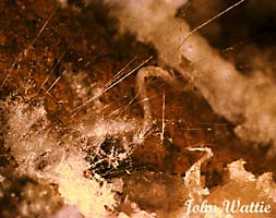 Selenite needles, Fred Cave. (15058 bytes)