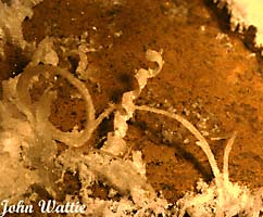 Selenite "wood shaving" growing from cave mud. (16084 bytes)