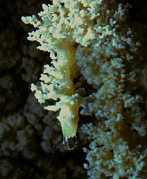 Helectites on a straw. Return to page 2