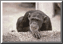 monkeyNO!