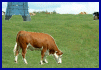 Cow Death thumbnail