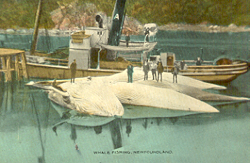Whale fishing, Newfoundland.