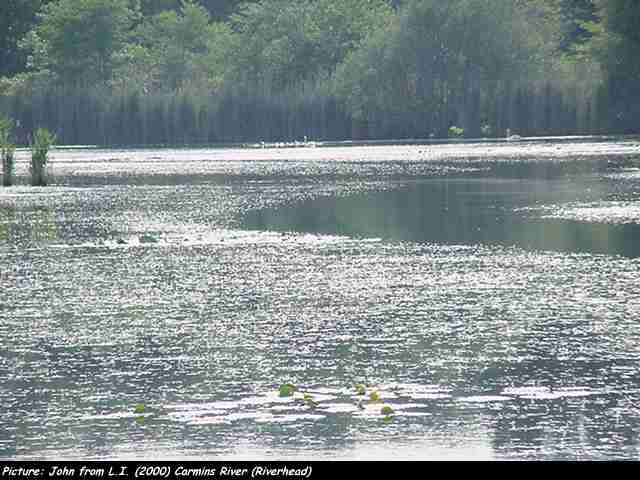 Carmins River (Riverhead)