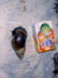 snail