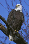 American Bald Eagle